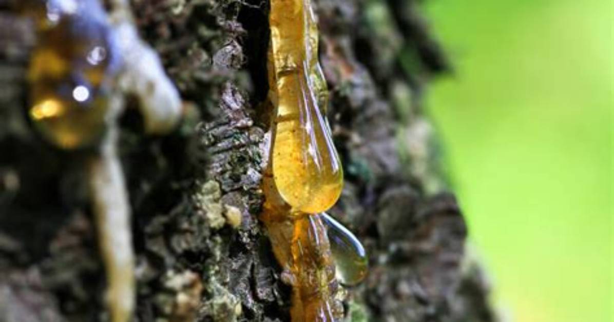 Is Pine Tree Sap Edible