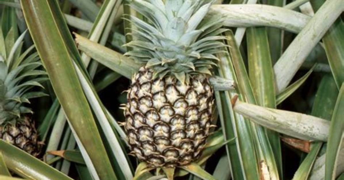 Is Pineapple a Fruit or Vegetable