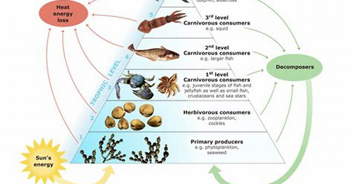 Is Plankton a Decomposer?