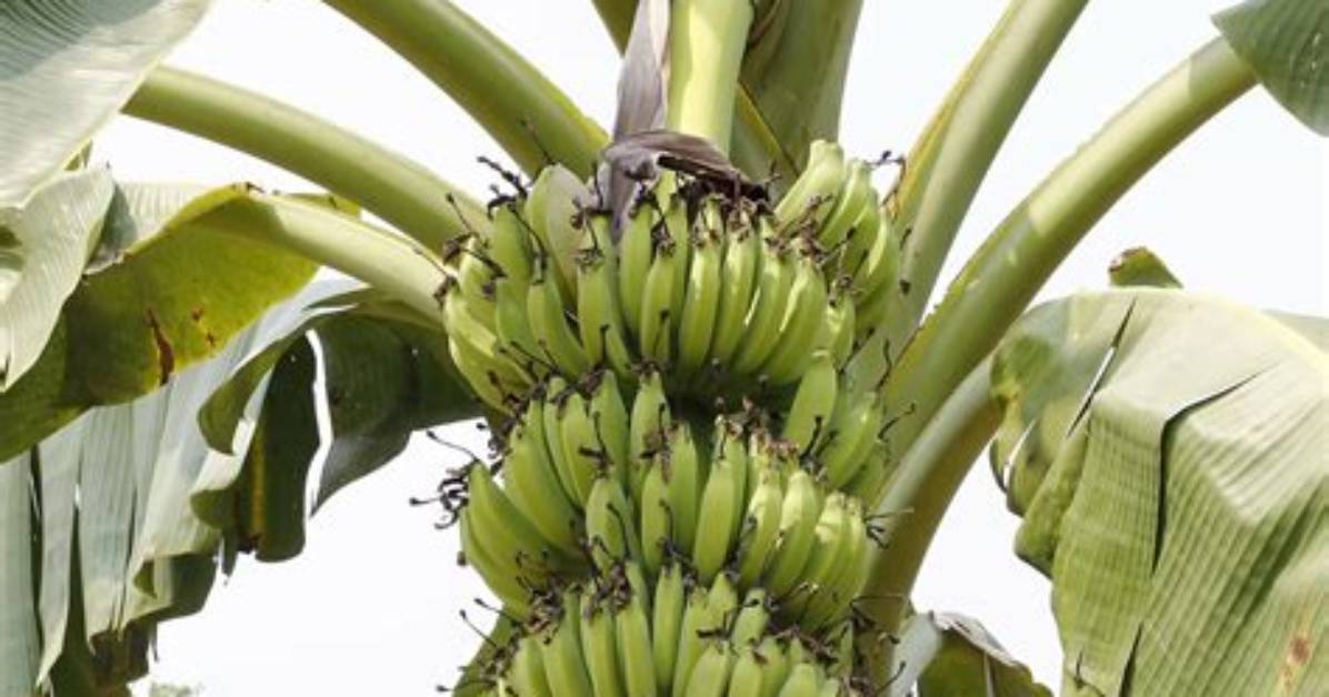 Is Plantain a Tree
