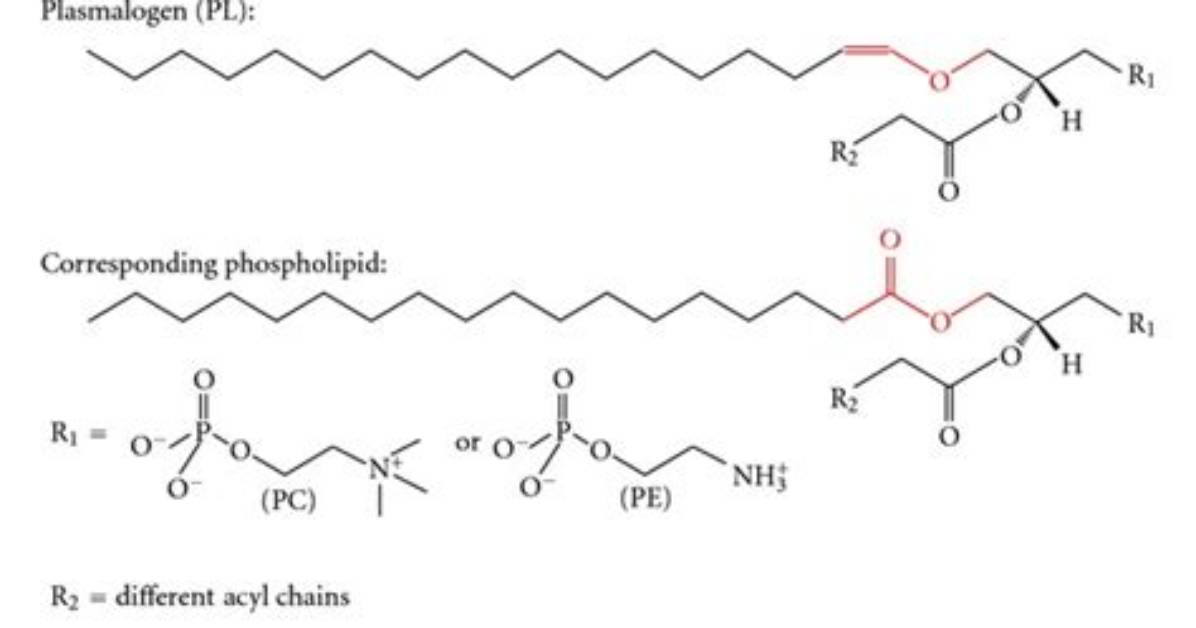 Is Plasmalogen a Phospholipid?