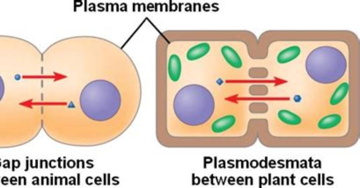 Is Plasmodesmata Gap Junctions?