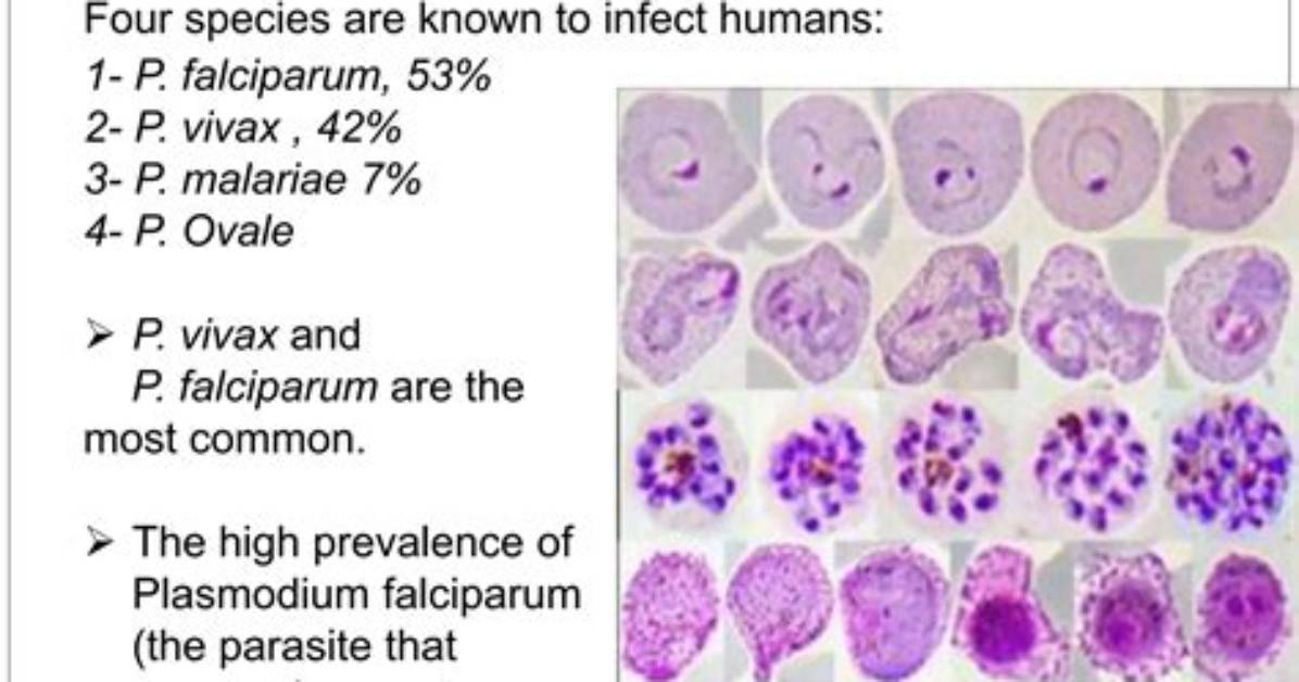 Is Plasmodium a Microparasite?