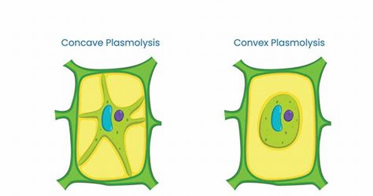Is Plasmolysis and Flaccidity Same?