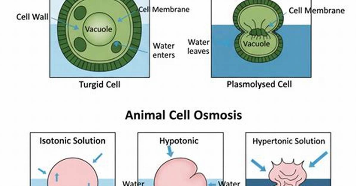 Is Plasmolyze a Word?