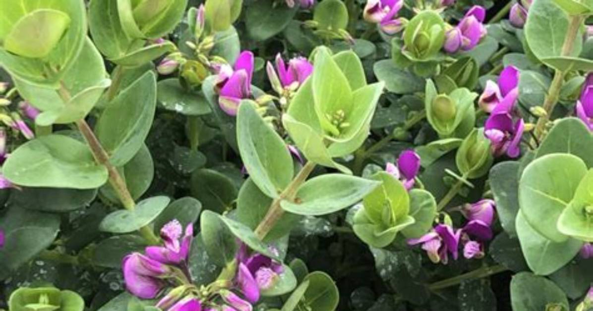 Is Polygala an Evergreen