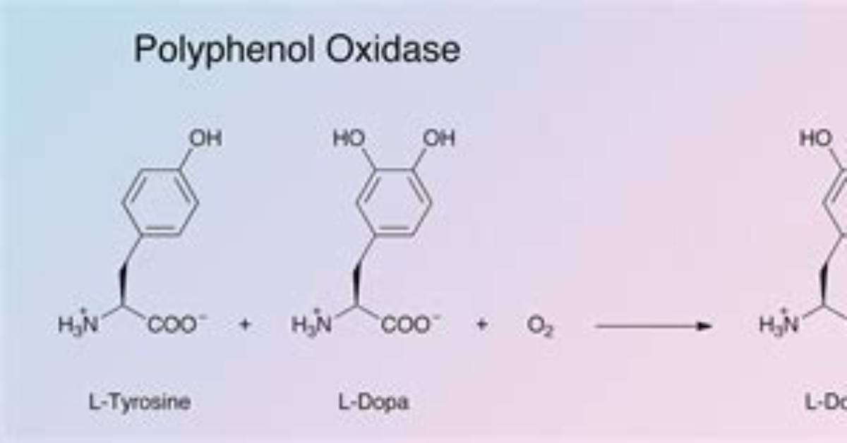 Is Polyphenol Oxidase the Same as Catechol Oxidase?