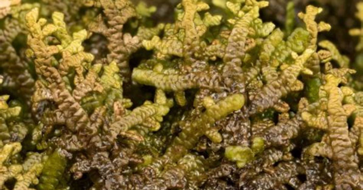 Is Porella a Moss?