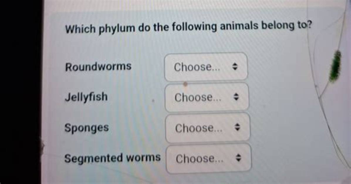 Is Porifera Segmented?
