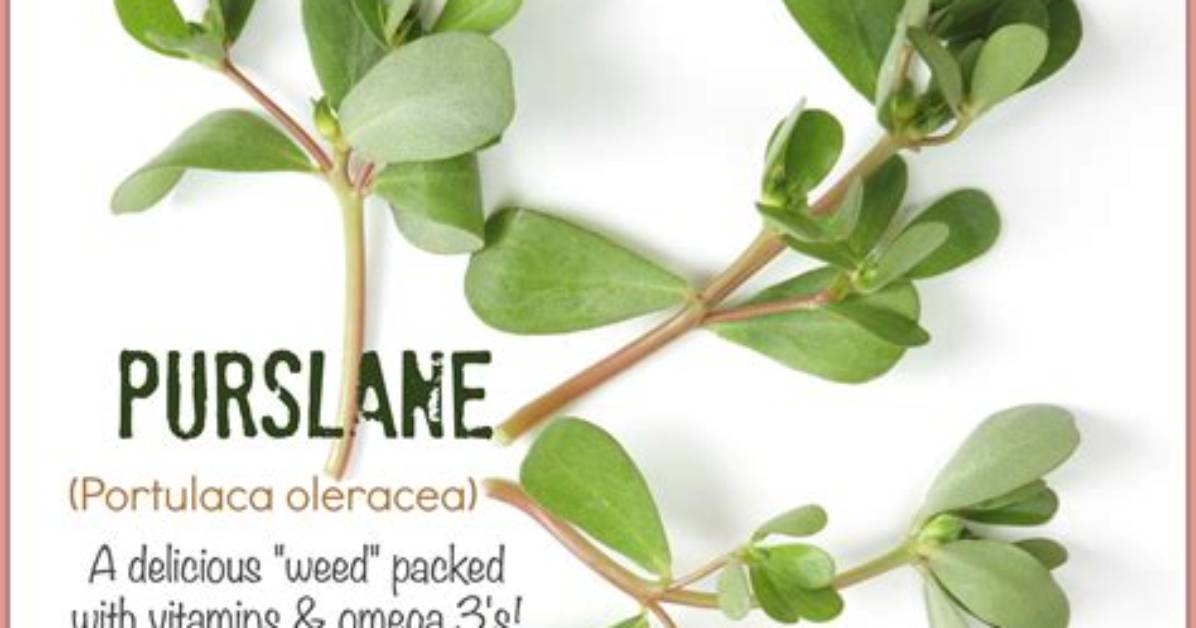 Is Portulaca Edible