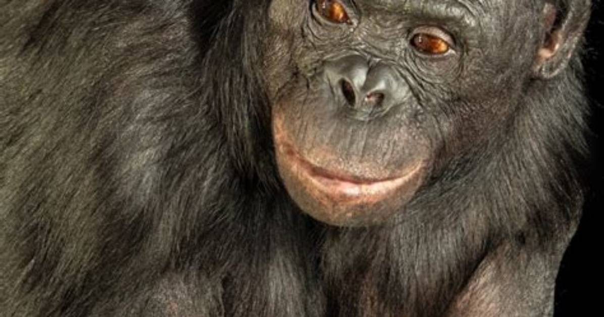 Is Primate an Adjective?