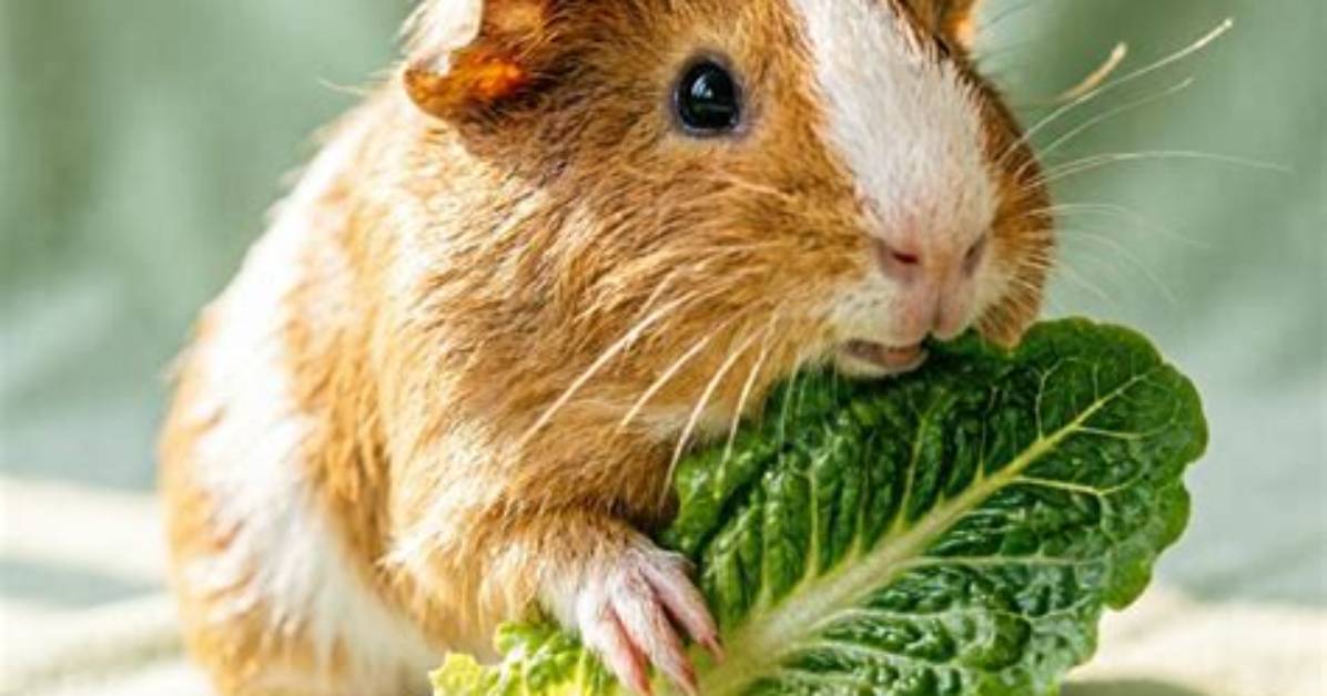 Is Proplex Safe for Guinea Pigs?