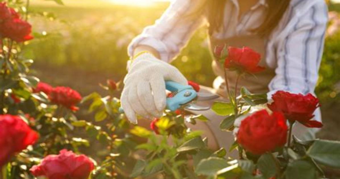 Is Pruning Roses Necessary