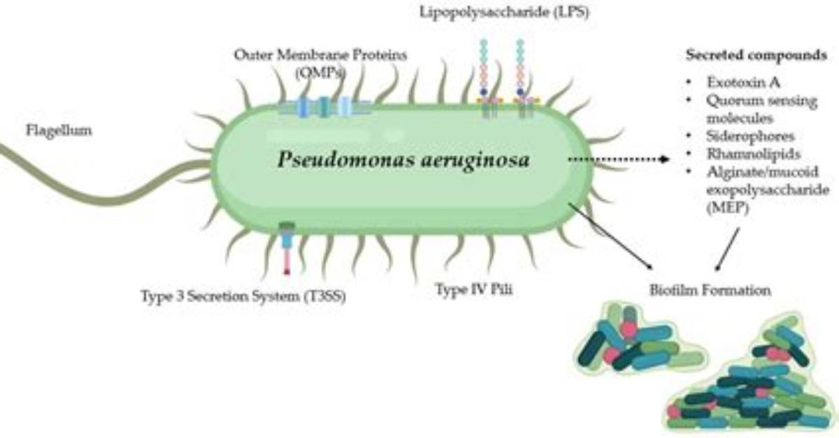 Is Pseudomonas an Enteric