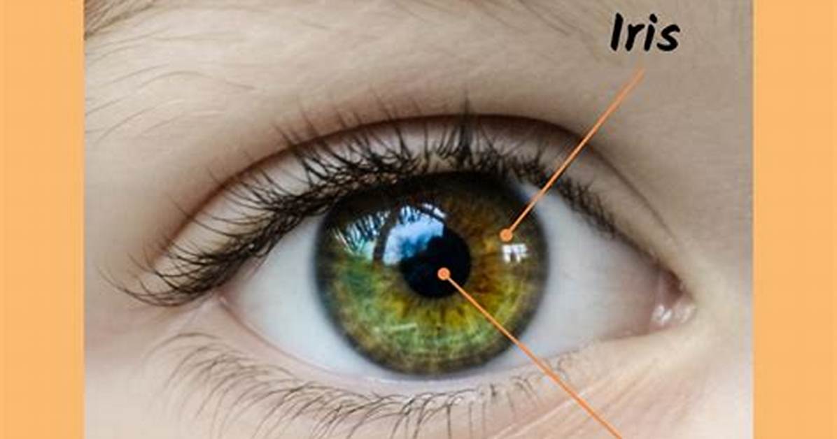 Is Pupil Less a Word?