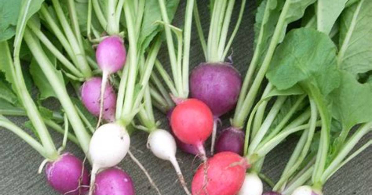Is Radish a Root or Stem