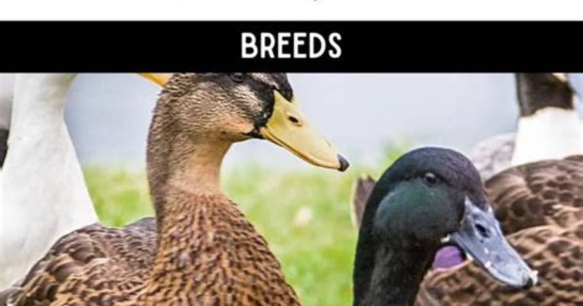 Is Rare Duck Safe?