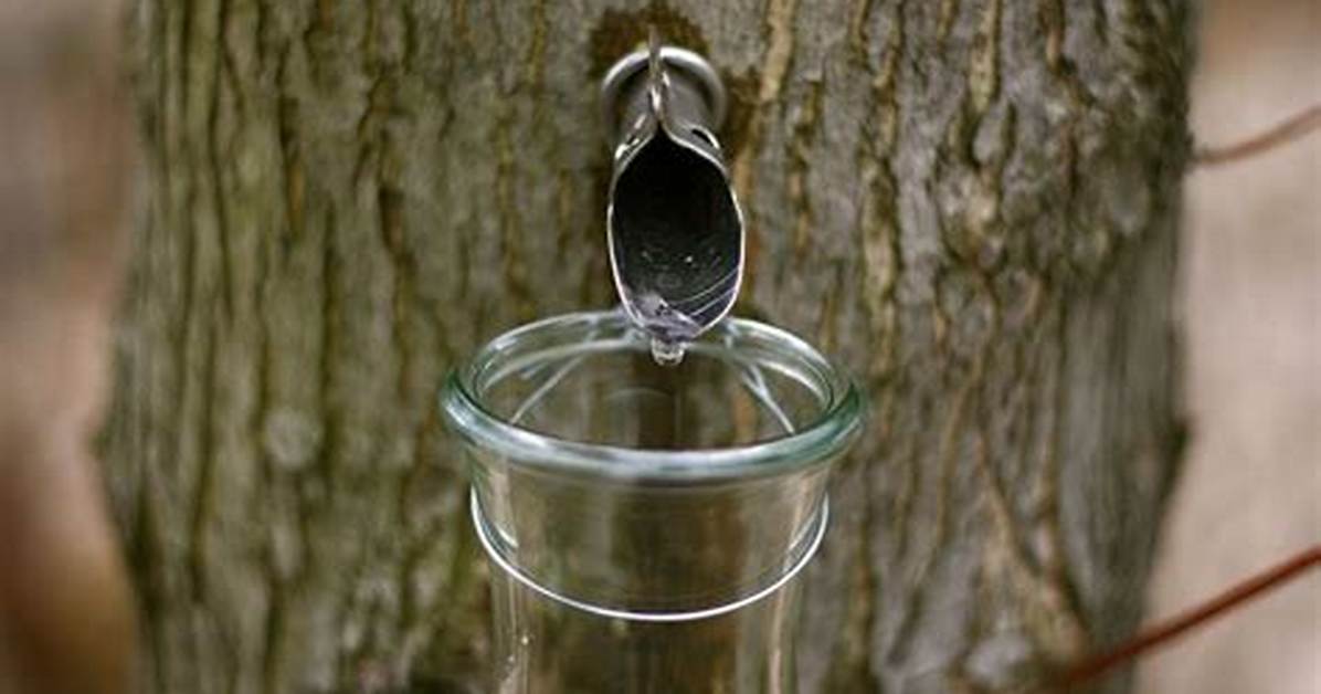 Is Raw Maple Sap Edible