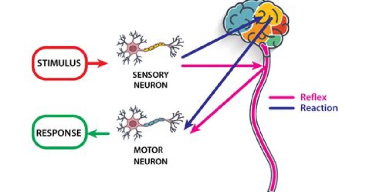 Is Reaction Time a Stimulus Response?