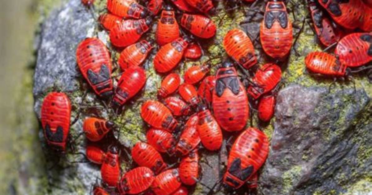 Is Red 4 Made from Bugs?