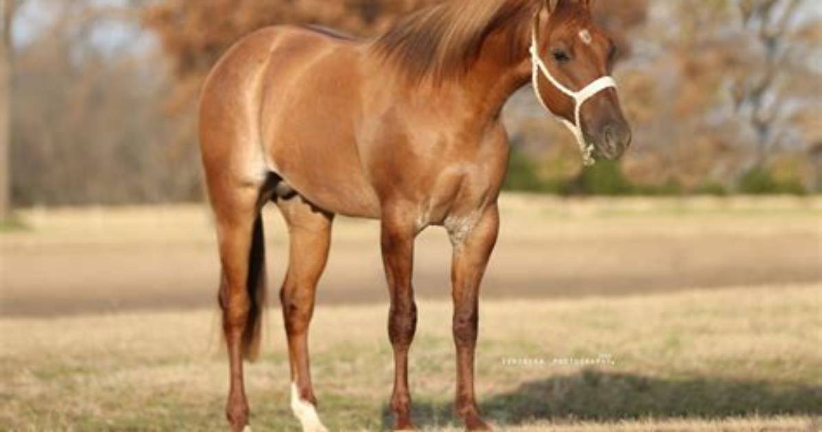 Is Red Dun Chestnut?