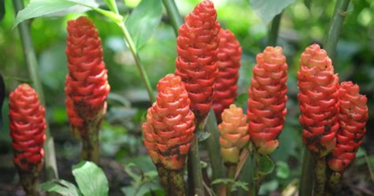 Is Red Pine Cone Ginger Edible