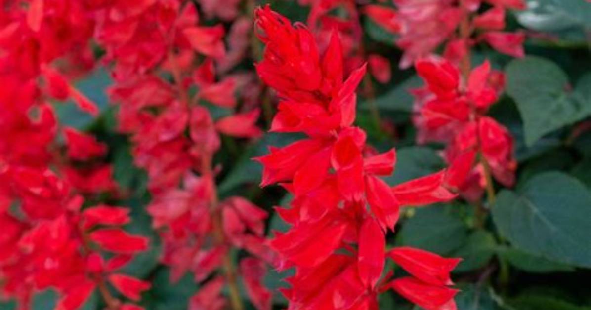 Is Red Salvia Psychoactive?