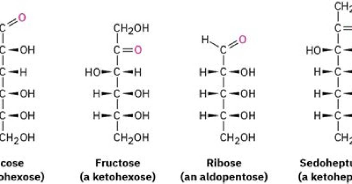 Is Ribose a Aldohexose?
