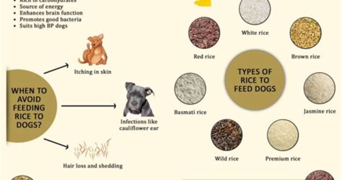 Is Rice Good for Dogs?