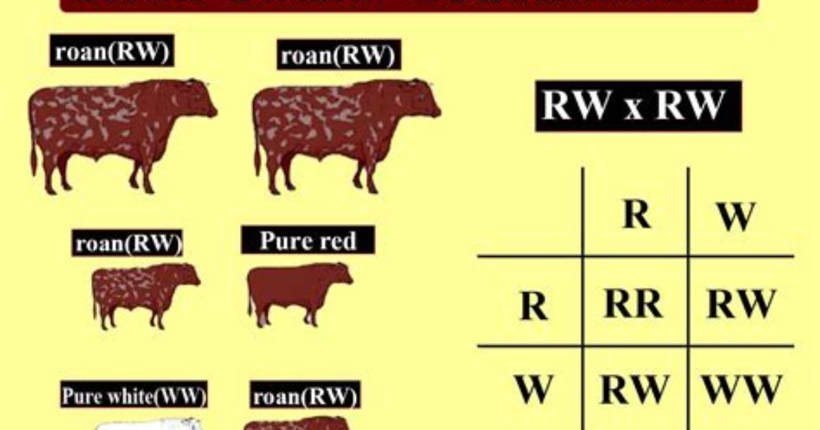 Is Roan Dominant