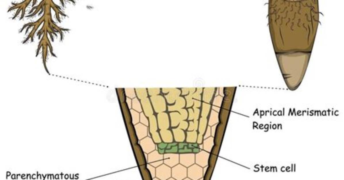 Is Root Cap Parenchymatous?