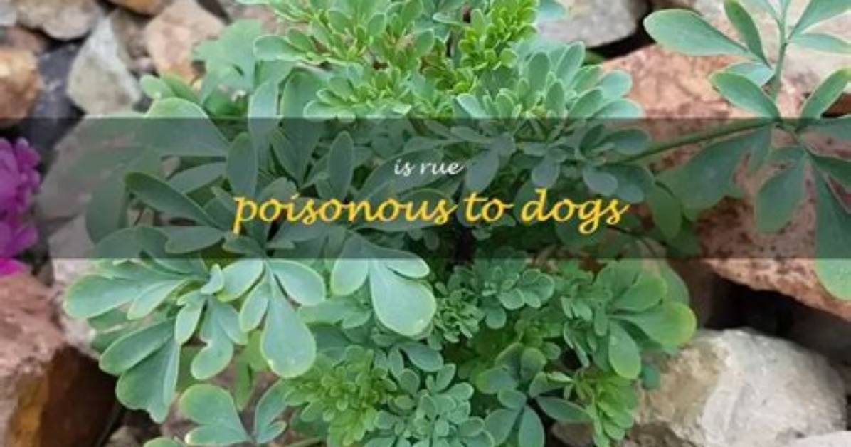 Is Rue Poisonous