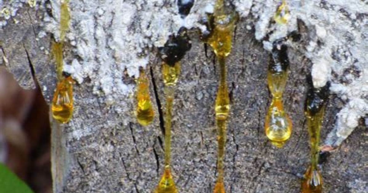 Is Sap Tree Dangerous?