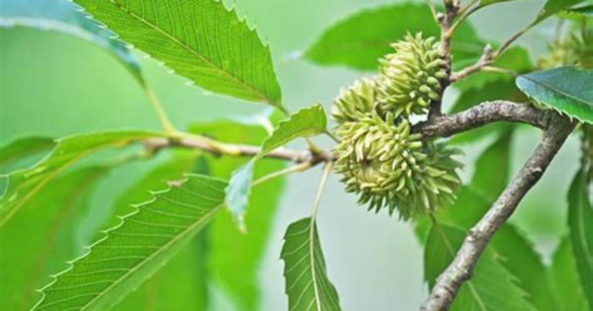 Is Sawtooth Oak Deciduous