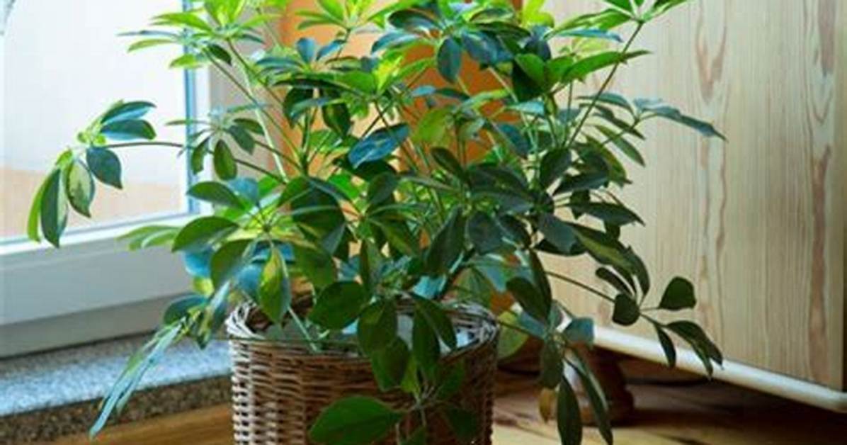 Is Schefflera Safe for Cats