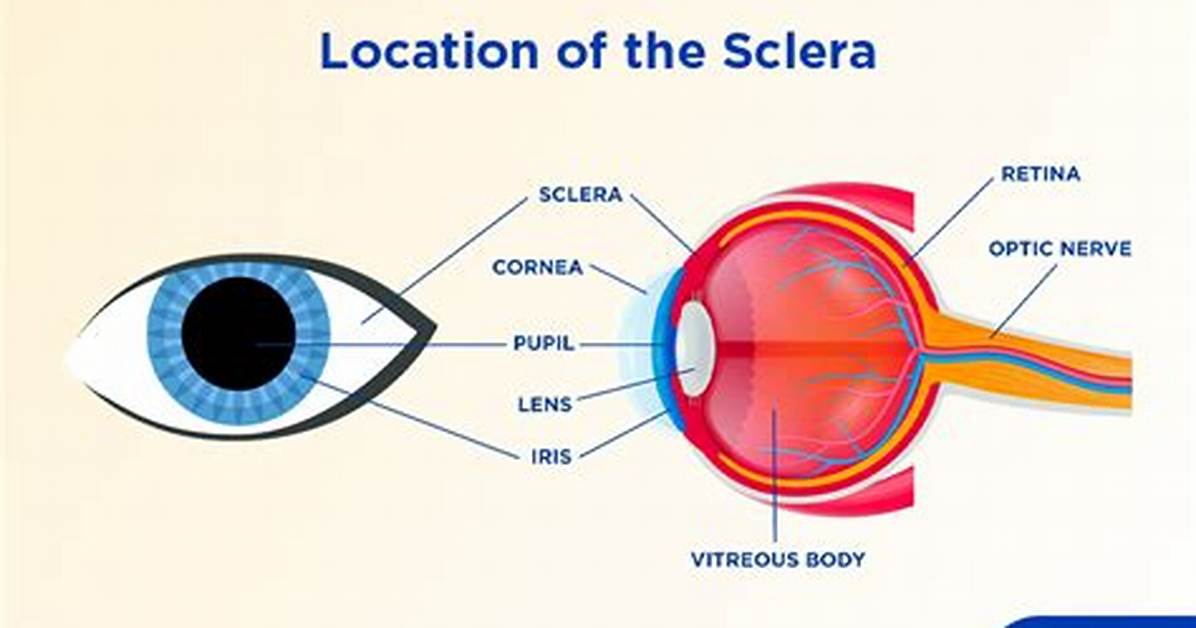 Is Sclera a Word?