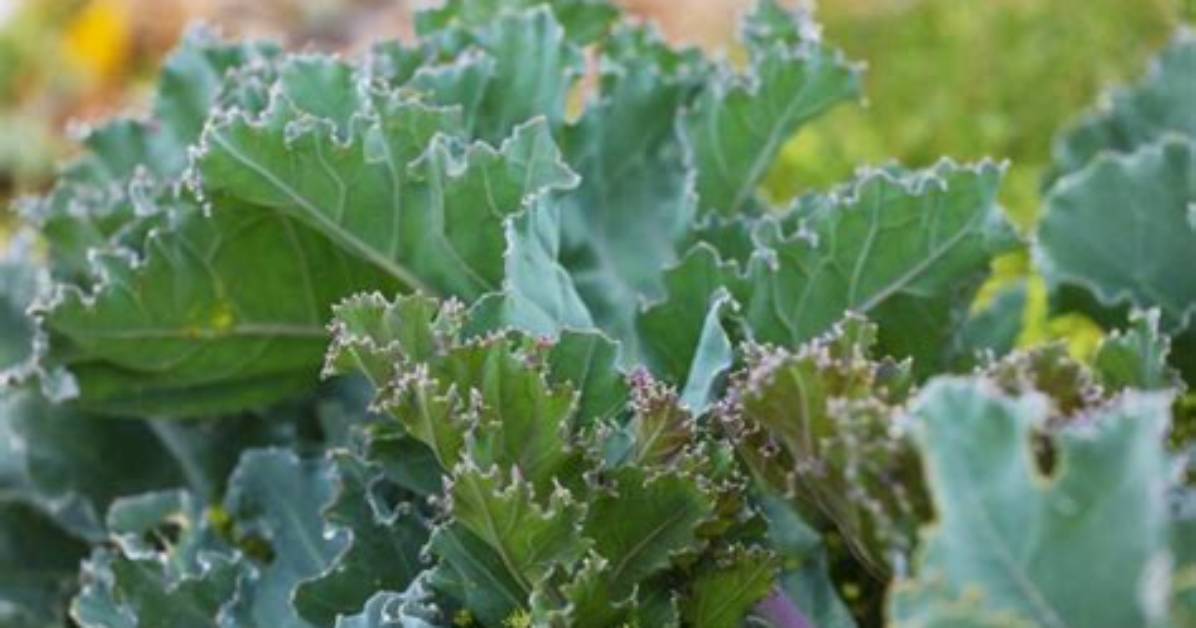 Is Sea Kale a Vegetable