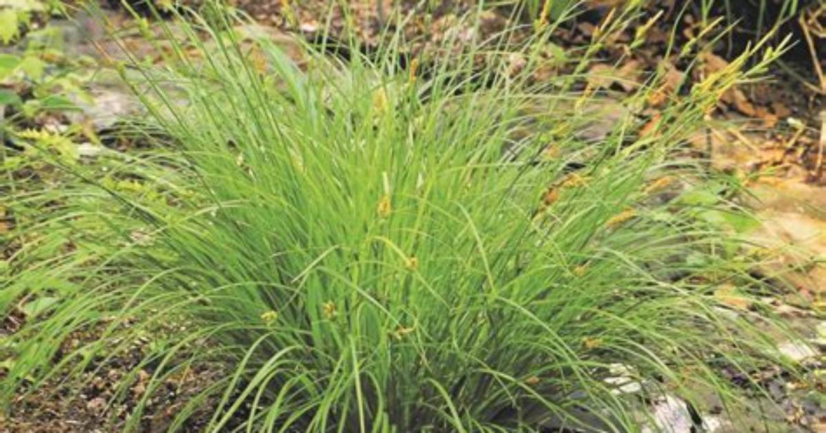 Is Sedge the Same as Grass