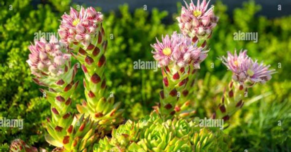 Is Sempervivum a Succulent?