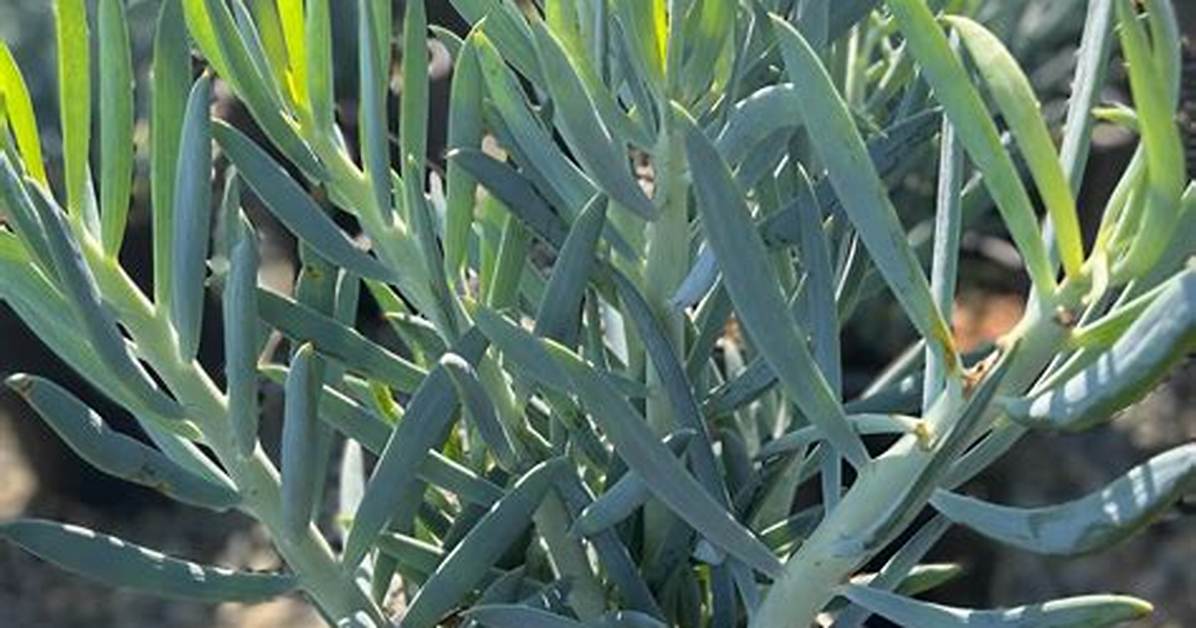 Is Senecio a Succulent