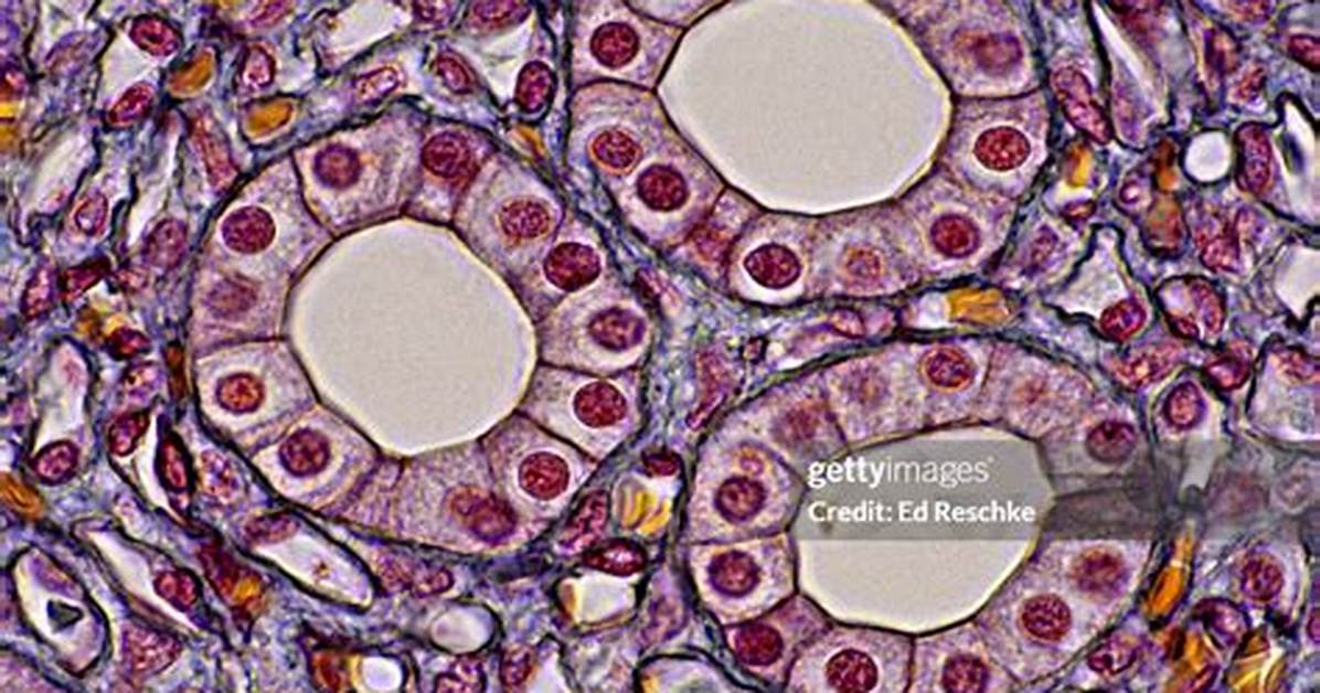 Is Simple Cuboidal Epithelium Connective Tissue?