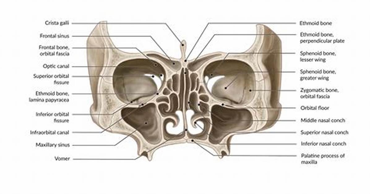 Is Sinus a Bone