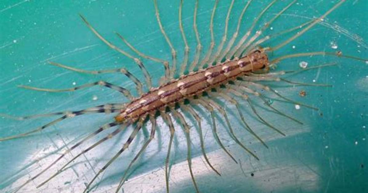 Is Small Centipede Dangerous?