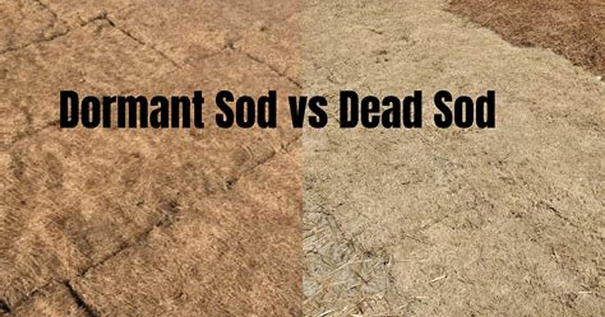 Is Sod Dead or Dormant