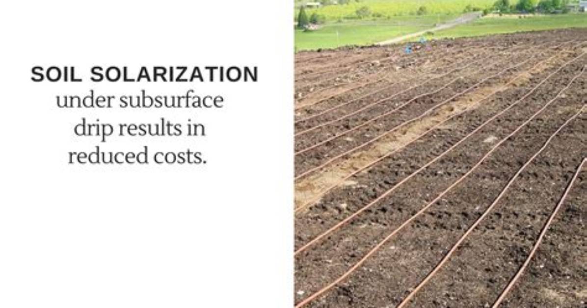 Is Solarization a Noun?