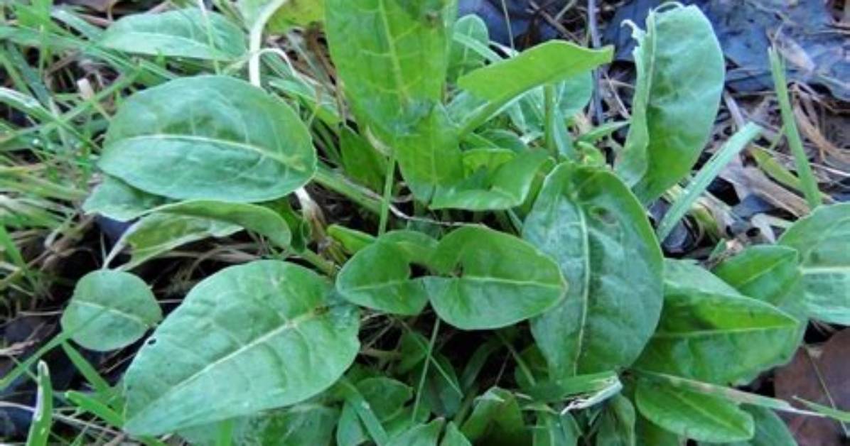 Is Sorrel a Spinach