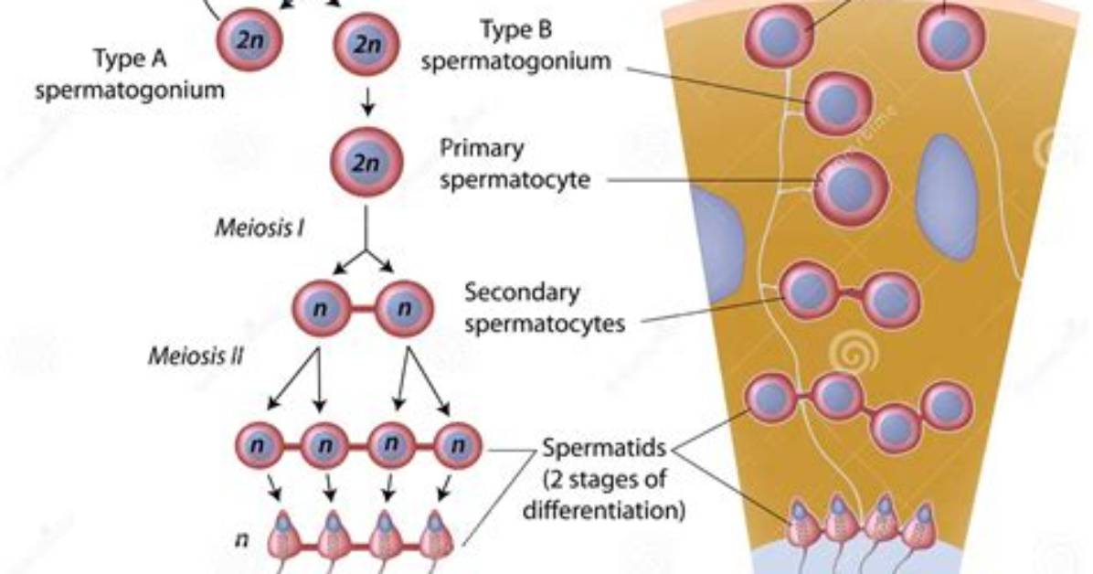 Is Spermatogenesis a Hormone?