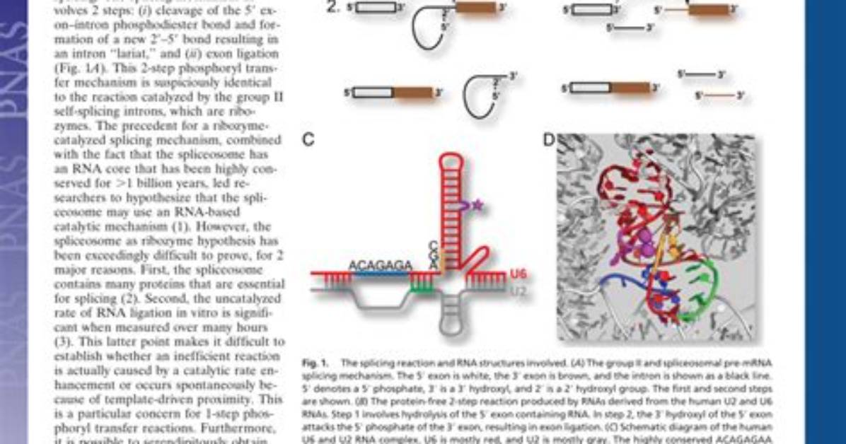 Is Spliceosome a Ribozyme? | Contextresponse. Com