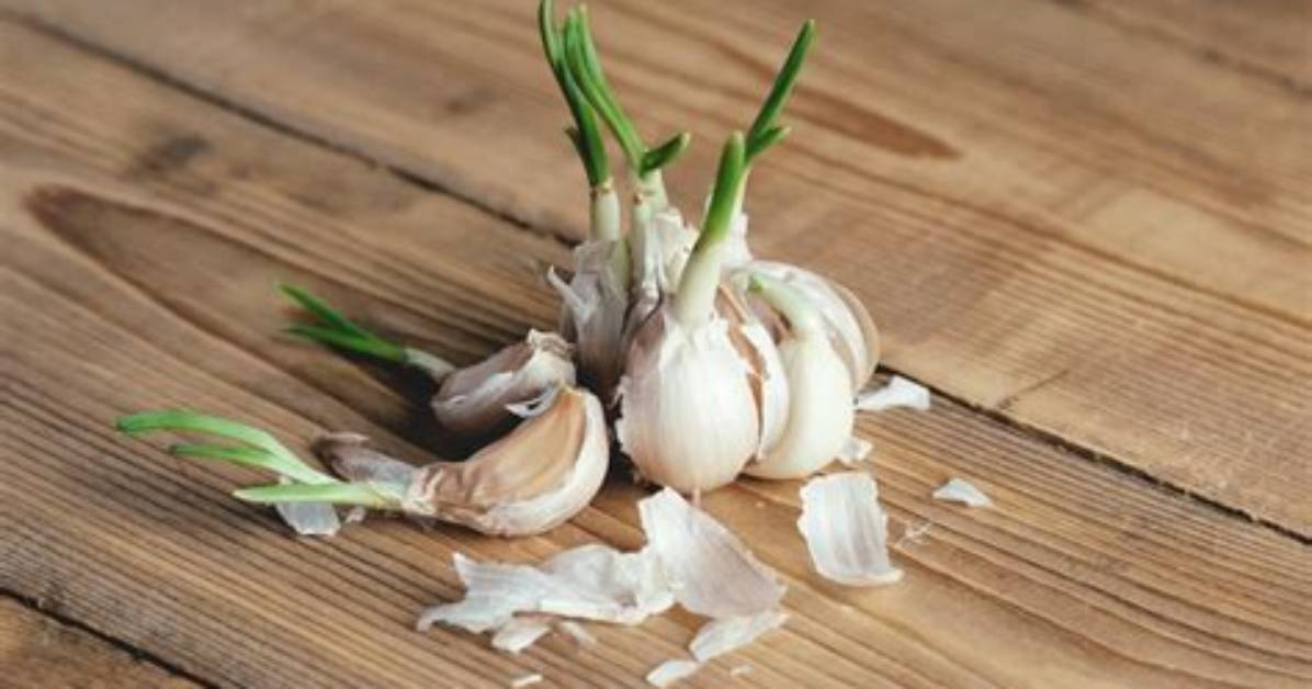 Is Sprouted Garlic Bitter