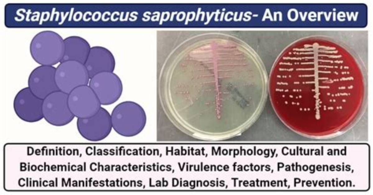 Is Staphylococcus Saprophyticus Mannitol Positive?